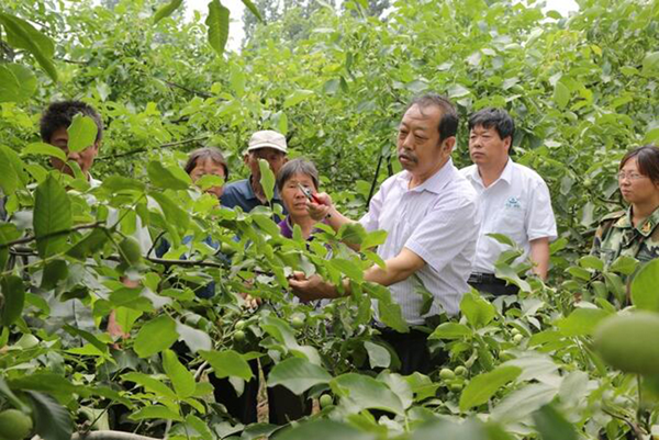 图为李保国在田间为田舍解说核桃栽培实用技术。